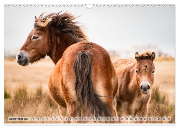 Produktbild: Wildperde - die Magie der Natur (Wandkalender 2026 DIN A3 quer), CALVENDO Monatskalender