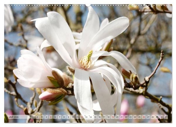 Produktbild: Magnolien Ein Bl&uuml;tenrausch (Wandkalender 2026 DIN A2 quer), CALVENDO Monatskalender