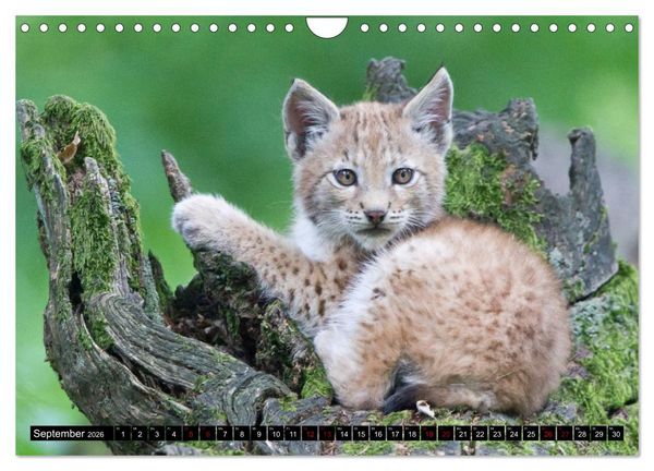 Produktbild: Nordhessens Tierkinder (Wandkalender 2026 DIN A4 quer), CALVENDO Monatskalender