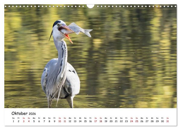 Produktbild: Die Graureiher vom Ahnepark (Wandkalender 2026 DIN A3 quer), CALVENDO Monatskalender