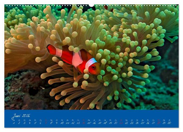 Produktbild: Meer sehen - Abenteuer Tauchen (Wandkalender 2026 DIN A2 quer), CALVENDO Monatskalender