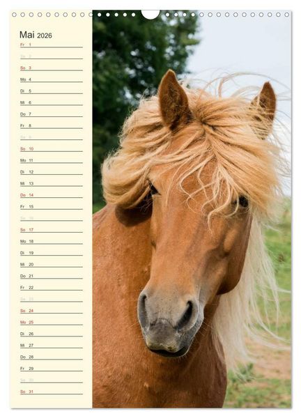 Produktbild: Islandpferde Geburtstagskalender (Wandkalender 2026 DIN A3 hoch), CALVENDO Monatskalender