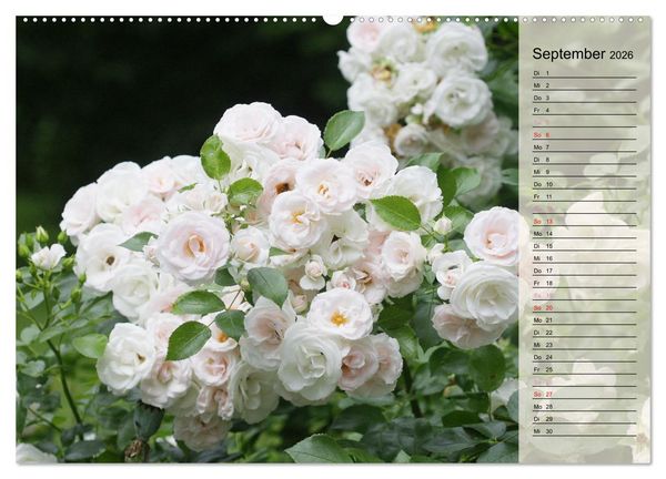 Produktbild: Rosensommer (hochwertiger Premium Wandkalender 2026 DIN A2 quer), Kunstdruck in Hochglanz