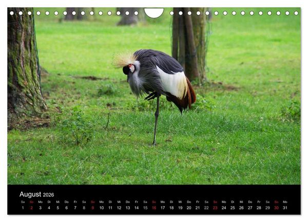 Produktbild: Welt der Tiere (Wandkalender 2026 DIN A4 quer), CALVENDO Monatskalender