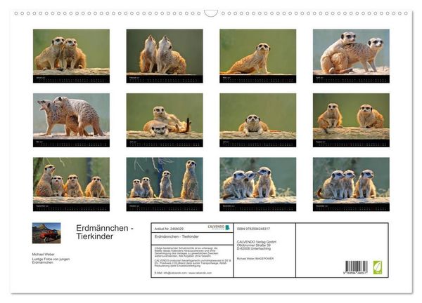 Produktbild: Erdm&auml;nnchen - Tierkinder (Wandkalender 2027 DIN A2 quer), CALVENDO Monatskalender