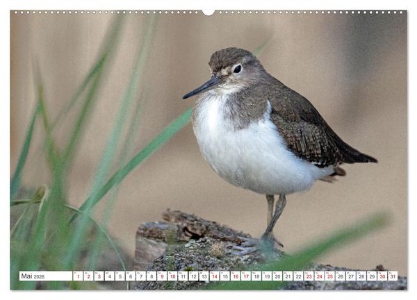 Produktbild: Sturmerprobt - V&ouml;gel an Nordfrieslands K&uuml;ste (hochwertiger Premium Wandkalender 2026 DIN A2 quer), Kunstdruck in Hochglanz