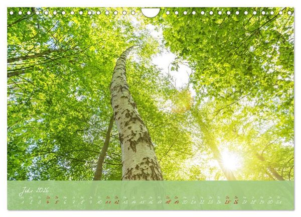 Produktbild: Waldwelten (Wandkalender 2026 DIN A4 quer), CALVENDO Monatskalender