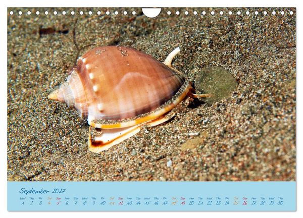Produktbild: Sea Slugs - Little Wonders - Pure Beauties (Wall Calendar 2027 DIN A4 landscape), CALVENDO 12 Month Wall Calendar