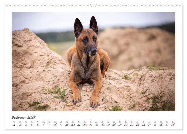 Produktbild: Malinois - Seelen aus Feuer (Wandkalender 2027 DIN A2 quer), CALVENDO Monatskalender