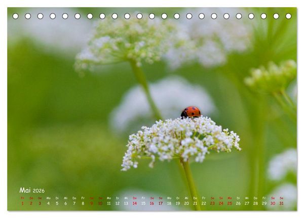 Produktbild: Tierische Untermieter (Tischkalender 2026 DIN A5 quer), CALVENDO Monatskalender