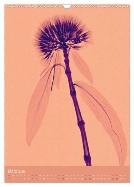 Produktbild: Durchleuchtete Blumenwelt 2026 (Wandkalender 2026 DIN A3 hoch), CALVENDO Monatskalender