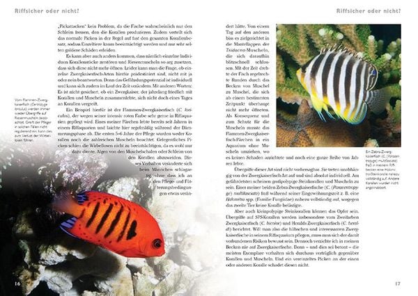 Produktbild: Zwergkaiserfische im Meerwasseraquarium