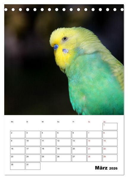 Produktbild: Wellensittichkalender Jubil&auml;umsedition - 10 Jahre Wellensittichkalender! (Tischkalender 2026 DIN A5 hoch), CALVENDO Monatskalender