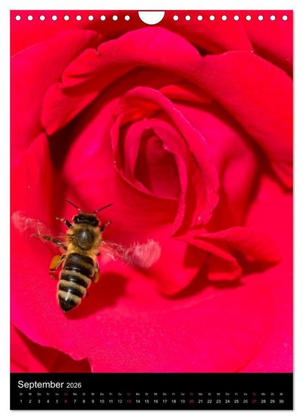 Produktbild: Bienen und Hummeln (Wandkalender 2026 DIN A4 hoch), CALVENDO Monatskalender