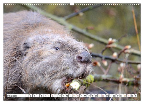 Produktbild: Der Biber, ein guter Bauhandwerker (Wandkalender 2026 DIN A2 quer), CALVENDO Monatskalender