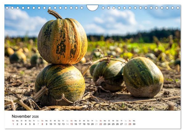 Produktbild: K&Uuml;RBIS KALENDER - Die sch&ouml;nsten K&uuml;rbisse des Jahres (Wandkalender 2026 DIN A4 quer), CALVENDO Monatskalender