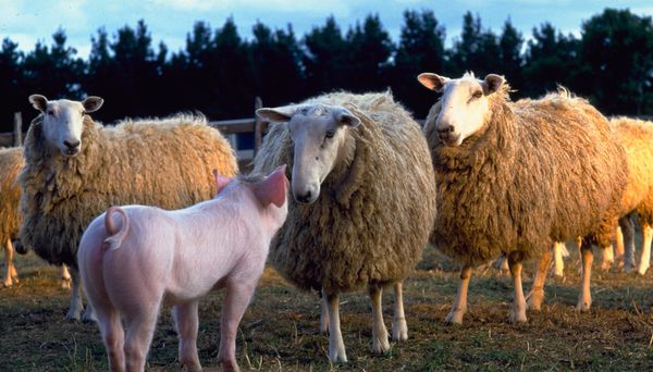 Produktbild: Ein Schweinchen namens Babe
