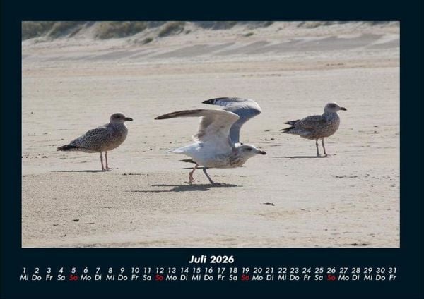Produktbild: M&ouml;wen 2026 Fotokalender DIN A4