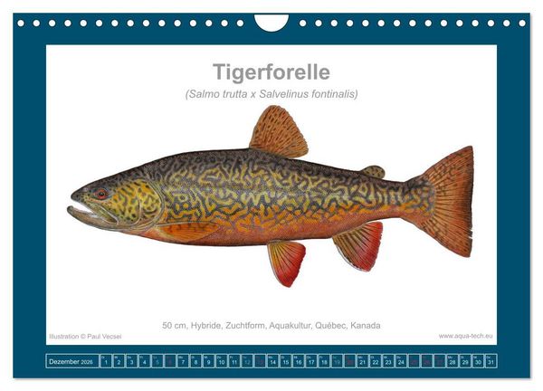 Produktbild: Fisch als Kunst 2026: Amerikanische Saiblinge (Wandkalender 2026 DIN A4 quer), CALVENDO Monatskalender