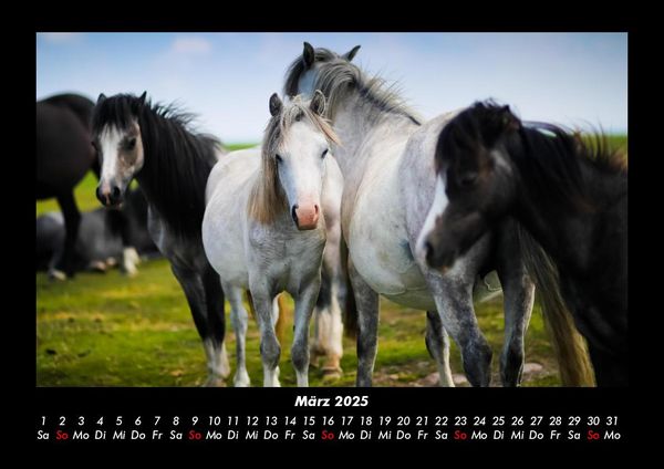 Produktbild: Die Welt der Pferde 2025 Fotokalender DIN A3