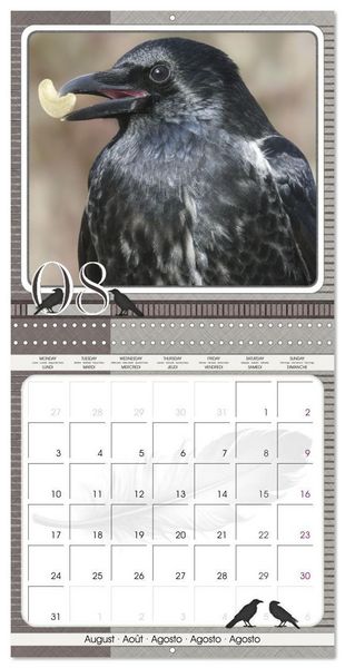 Produktbild: Saar, I: Crows. Portraits of Intelligence. Cleverly schedule
