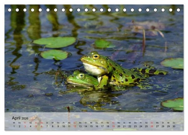 Produktbild: Frosch m&uuml;sste man sein! (Tischkalender 2026 DIN A5 quer), CALVENDO Monatskalender