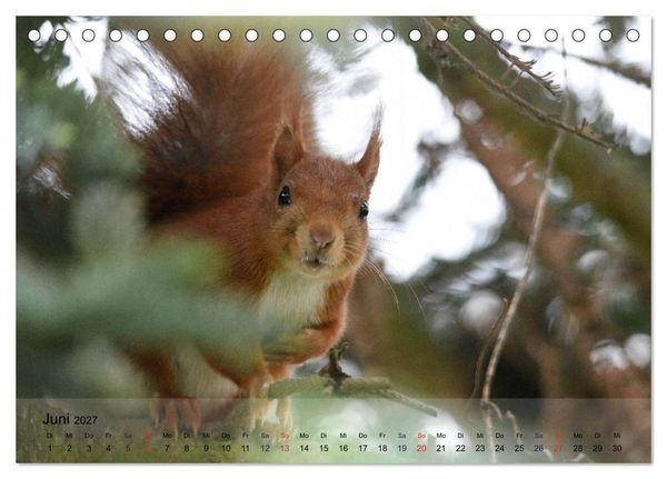 Produktbild: Spa&szlig; mit Eichh&ouml;rnchen! (Tischkalender 2027 DIN A5 quer), CALVENDO Monatskalender