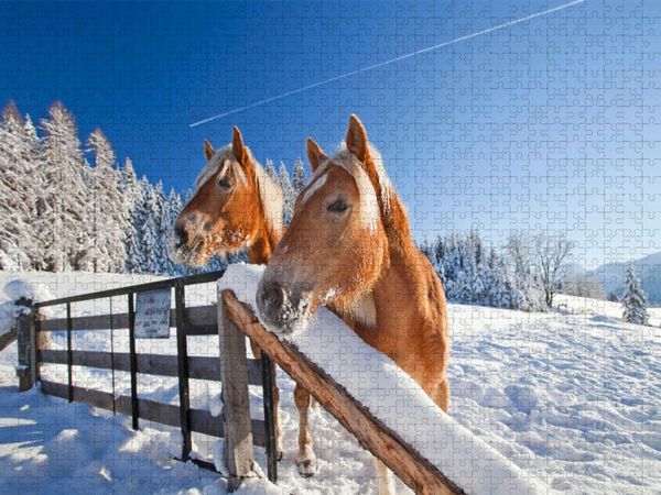 Produktbild: CALVENDO Puzzle Neugierige Pferde in Flachau | 1000 Teile Lege-Gr&ouml;&szlig;e 64x48cm Foto-Puzzle f&uuml;r gl&uuml;ckliche Stunden