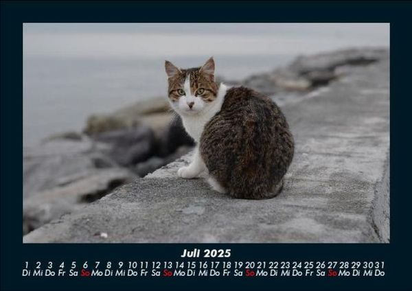 Produktbild: Welt der Tiere 2025 Fotokalender DIN A5