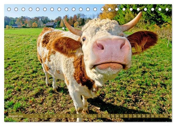 Produktbild: Kuh-Idylle: Suchen Sie die Ruhe in der Natur? (Tischkalender 2026 DIN A5 quer), CALVENDO Monatskalender