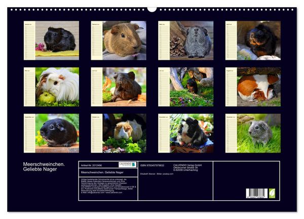 Produktbild: Meerschweinchen. Geliebte Nager (Wandkalender 2026 DIN A2 quer), CALVENDO Monatskalender