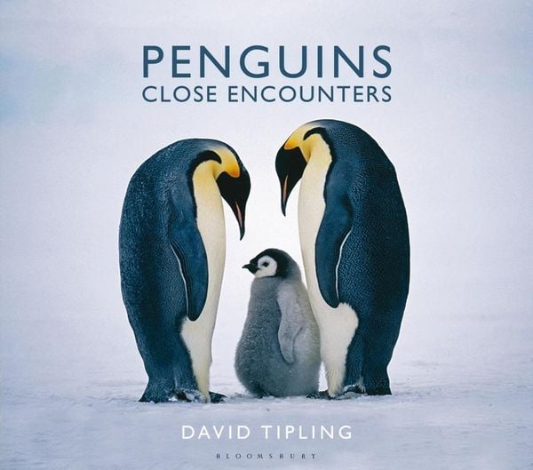 Produktbild: Penguins