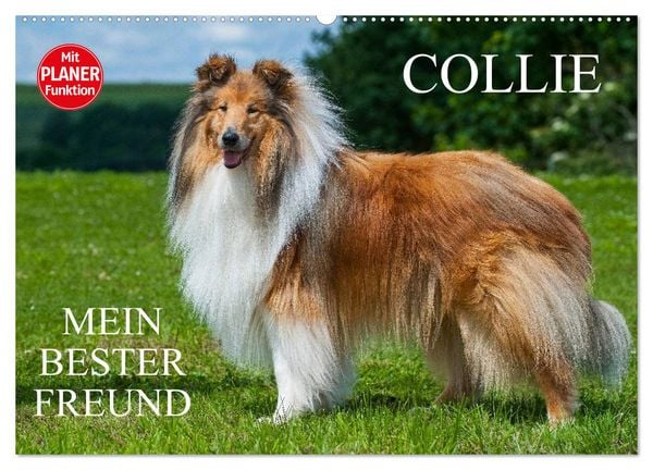 Produktbild: Collie - Mein bester Freund (Wandkalender 2026 DIN A2 quer), CALVENDO Monatskalender
