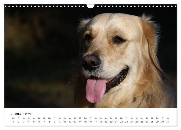 Produktbild: Golden Retriever Power (Wandkalender 2026 DIN A3 quer), CALVENDO Monatskalender