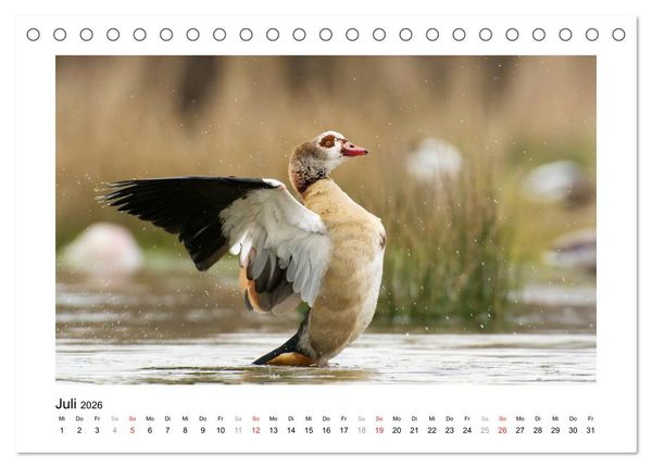 Produktbild: Geschnatter - Enten und G&auml;nse in Deutschland (Tischkalender 2026 DIN A5 quer), CALVENDO Monatskalender
