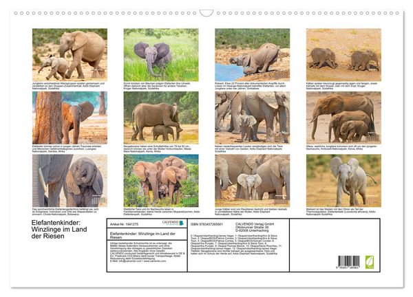 Produktbild: Elefantenkinder: Winzlinge im Land der Riesen (Wandkalender 2026 DIN A2 quer), CALVENDO Monatskalender