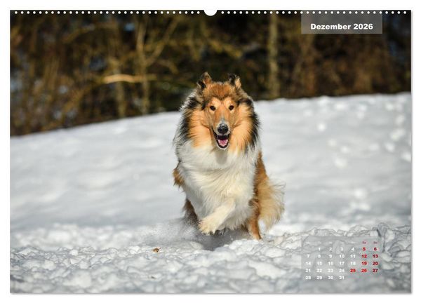 Produktbild: Collies? Was sonst! (hochwertiger Premium Wandkalender 2026 DIN A2 quer), Kunstdruck in Hochglanz