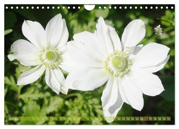 Produktbild: Wei&szlig;e Fr&uuml;hlingsbl&uuml;ten (Wandkalender 2026 DIN A4 quer), CALVENDO Monatskalender