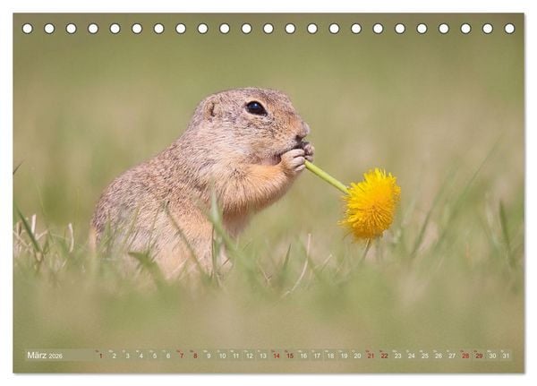 Produktbild: Zauberhafte Ziesel (Tischkalender 2026 DIN A5 quer), CALVENDO Monatskalender
