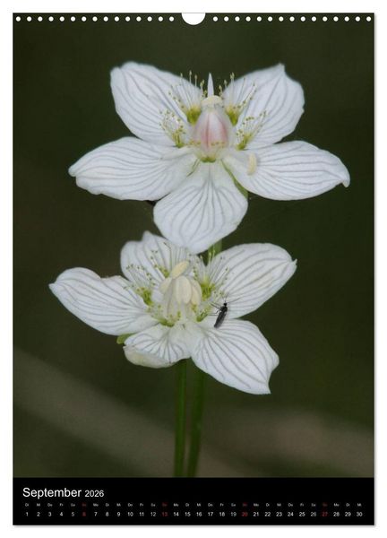 Produktbild: Seltene Wildblumen (Wandkalender 2026 DIN A3 hoch), CALVENDO Monatskalender