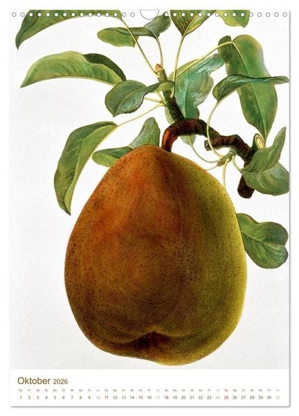 Produktbild: Obstb&auml;ume: Botanische Zeichnungen und historische Stiche (Wandkalender 2026 DIN A3 hoch), CALVENDO Monatskalender