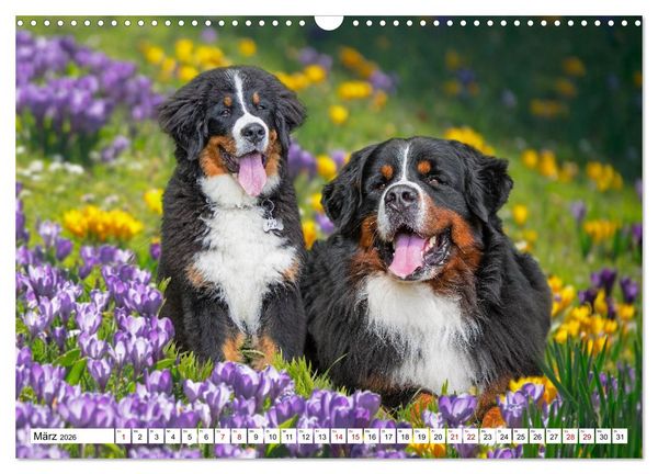 Produktbild: Berner Sennenhunde - Freunde f&uuml;r ein ganzes Leben (Wandkalender 2026 DIN A3 quer), CALVENDO Monatskalender