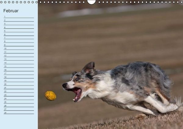 Produktbild: Der Border Collie Geburtstagskalender (Wandkalender immerw&auml;hrend DIN A3 quer)