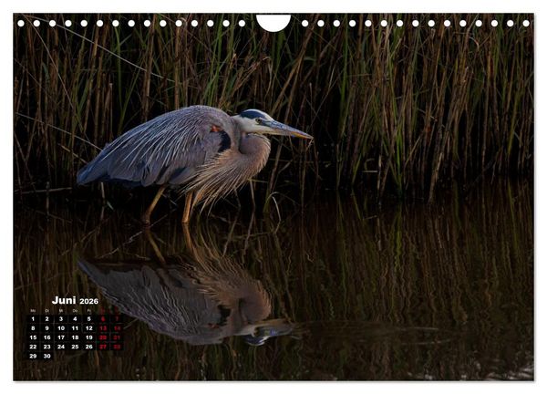 Produktbild: Floridas wunderbare Vogelwelt (Wandkalender 2026 DIN A4 quer), CALVENDO Monatskalender