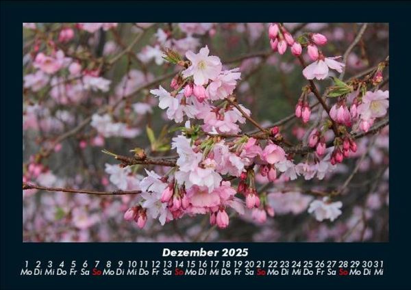 Produktbild: Pflanzen und Bl&uuml;ten 2025 Fotokalender DIN A5