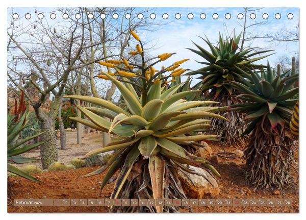 Produktbild: BOTANICACTUS Mallorcas Kakteengarten (Tischkalender 2026 DIN A5 quer), CALVENDO Monatskalender