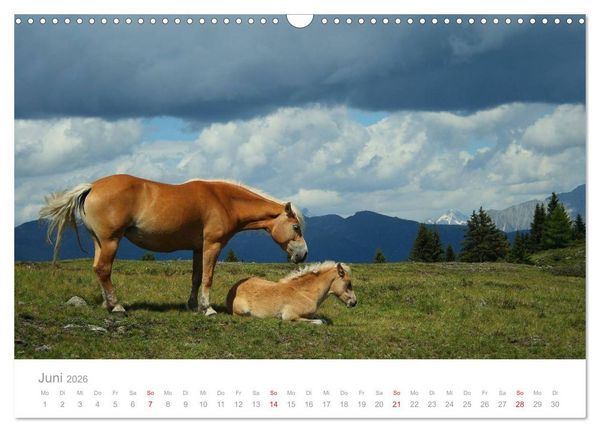 Produktbild: Pferde - Hobby und Leidenschaft (Wandkalender 2026 DIN A3 quer), CALVENDO Monatskalender