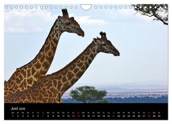 Produktbild: GIRAFFEN - Liebliche Riesen der afrikanischen Savanne (Wandkalender 2026 DIN A4 quer), CALVENDO Monatskalender