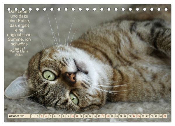 Produktbild: Samtpfoten Lebendige Poesie (Tischkalender 2026 DIN A5 quer), CALVENDO Monatskalender