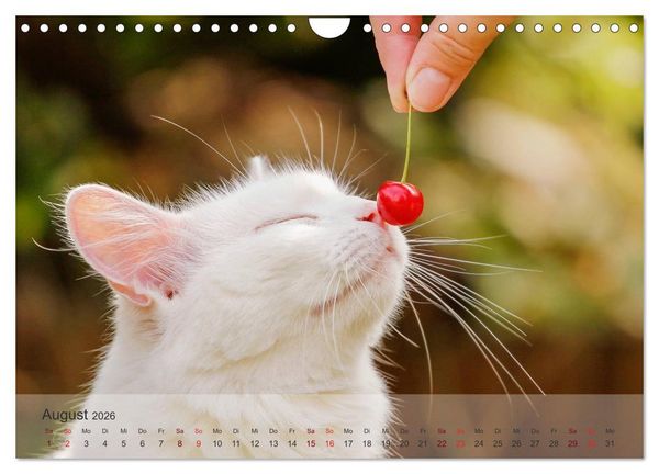 Produktbild: Katzen 2026 Bezaubernde Samtpfoten (Wandkalender 2026 DIN A4 quer), CALVENDO Monatskalender